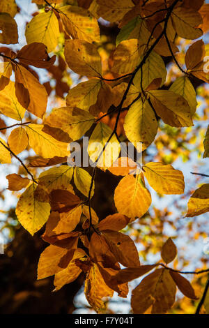 Luce che risplende attraverso il faggio autunno foglie di giallo e arancione Foto Stock