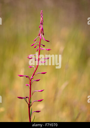 Fiore di spike Rosebay Willowherb Chamerion angustifolium in bud Foto Stock