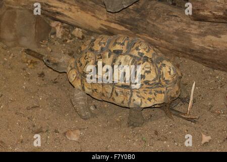 East African Leopard tartaruga (Stigmochelys pardalis) nativo su savane dal Sudan a sud del Capo Foto Stock