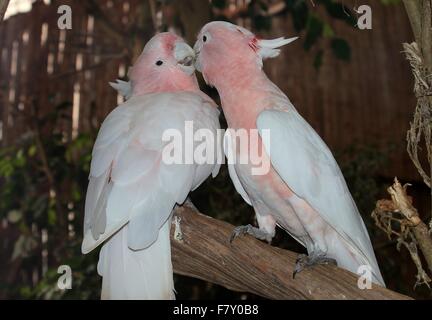 Coppia di baciare Australian Major Mitchell's cacatua (Lophochroa leadbeateri), a.k.a. Leadbeater la Cockatoo Foto Stock