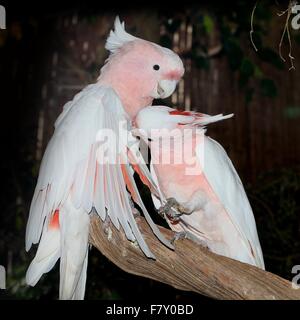 Coppia di innamorati principali australiano Mitchell's cacatua (Lophochroa leadbeateri), a.k.a. Leadbeater's Cacatua, preening ogni altro Foto Stock