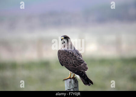 Red tailed hawk appollaiato sul post in Alberta Canada Foto Stock