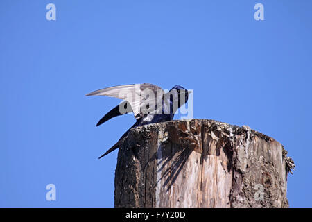 Viola martin appollaiate su post in BC Canada Foto Stock
