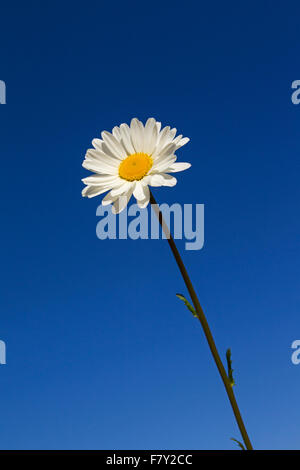 Margherita occhio di bue / oxeye daisy (Leucanthemum vulgare / crisantemo leucanthemum) in fiore contro il cielo blu in estate Foto Stock