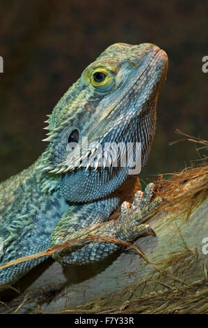 Centrale di drago barbuto / entroterra drago barbuto (Pogona vitticeps) nella struttura ad albero, nativo di Australia Foto Stock