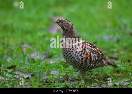 Francolino di monte / hazel hen (Tetrastes bonasia / Bonasa bonasia) femmina rovistando nella foresta Foto Stock