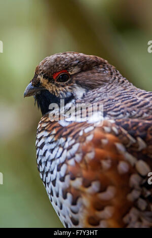 Francolino di monte / hazel hen (Tetrastes bonasia / Bonasa bonasia) close up ritratto di maschio Foto Stock