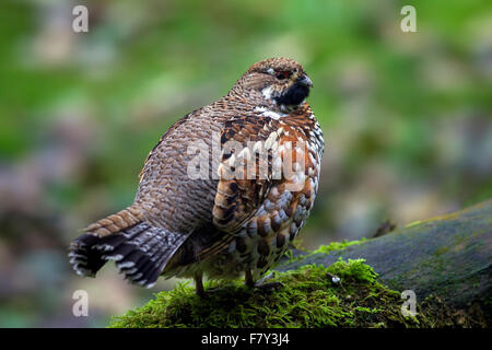 Francolino di monte / hazel hen (Tetrastes bonasia / Bonasa bonasia) maschio appollaiato sul ceppo di albero Foto Stock