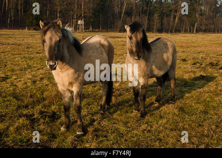 Wild Horse, polacco cavallo nel bosco Foto Stock