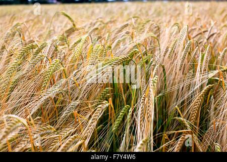 Campo di grano vicino a Branscombe in East Devon Foto Stock