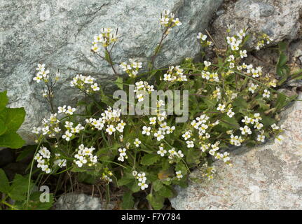 Rocce Alpine-crescione, Arabis Alpina in fiore. Le alpi francesi a 2000m. Foto Stock