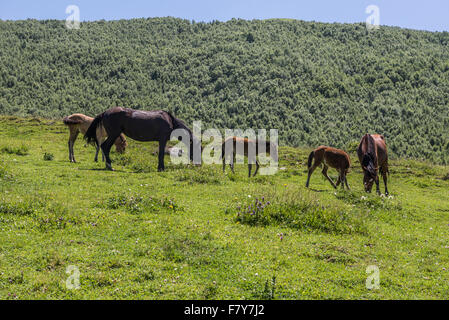 I cavalli in Ushguli comunità di quattro villaggi al fine di Enguri gorge, Svaneti superiore, Georgia Foto Stock