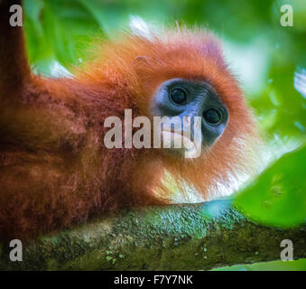 Red Leaf Monkey - Langur Presbytis rubicunda - in caso di pioggia gli alberi della foresta del Borneo Sabah Foto Stock