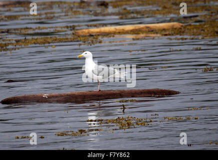 Alato Glaucous gull appollaiato sul tronco galleggiante nel Canada occidentale Foto Stock