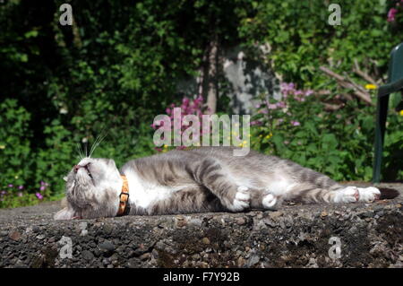 Tabby Gatto sdraiato sul patio Foto Stock