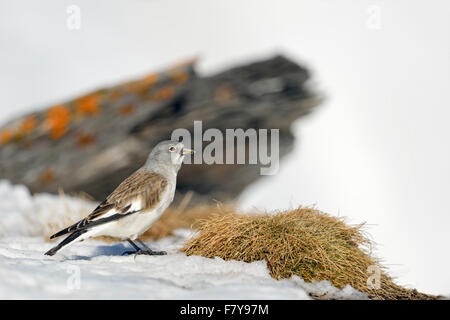 Bianco-winged snowfinch / Schneesperling ( Montifringilla nivalis ) nella coperta di neve habitat alpino si guarda intorno. Foto Stock