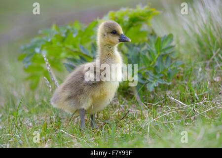 Graylag goose (Anser anser), pulcino, gosling in erba, Flatey isola, Breidafjördur, Islanda Foto Stock