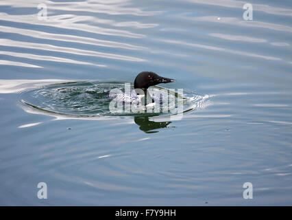 Loon comune nuotare nel lago in Alberta Canada Foto Stock