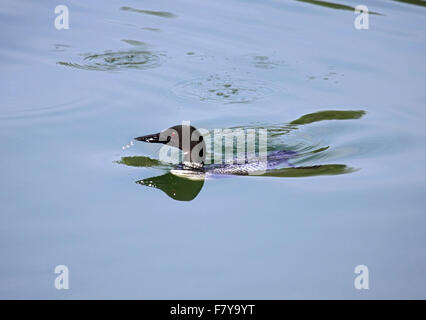 Loon comune nuoto sul lago in Alberta Canada Foto Stock