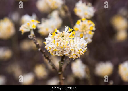 Delicato, di arbusti decidui Edgeworthia chrysantha (Paperbush orientali, Mitsumata) fioritura in primavera, RHS Gardens, Wisley, Surrey, Regno Unito Foto Stock