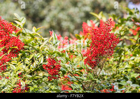 Bacche rosse di nandina domesticata 'Richmond' in primavera alla RHS Wisley Gardens, Surrey, Regno Unito Foto Stock