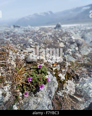 La montagna o viola sassifraga Saxifraga oppositifolia crescente a 2000 metri in Oppland regione alpina di Norvegia Foto Stock