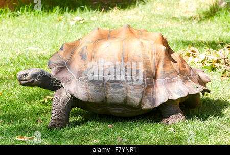 Tartaruga gigante tartaruga Foto Stock