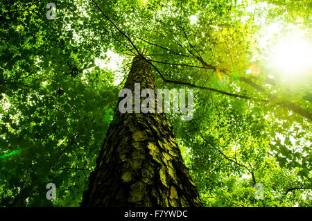 Inquadratura dal basso guardando verso l'alto in corrispondenza di un albero e attraverso le foglie verdi, con un po' di sole flare Foto Stock