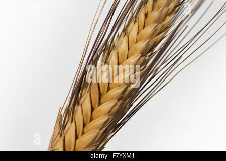 Orzo secco orecchio closeup isolati su sfondo bianco Foto Stock