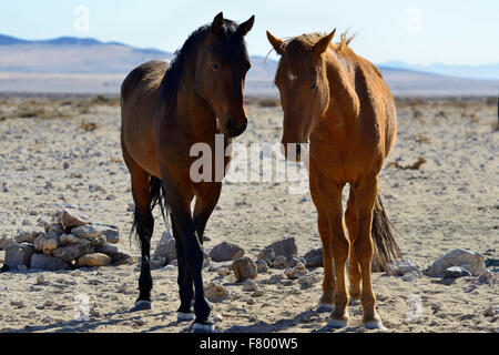 Deserto selvaggio cavalli a Garub vicino Aus, Namibia Foto Stock