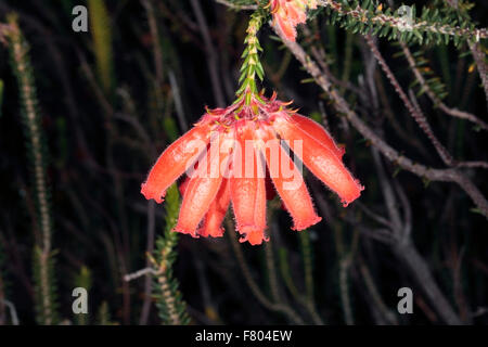 Close-up di Erica cerinthoides x Erica coronata- Fire Erica/Fire Heath/ Red Hairy Erica- Famiglia Ericaceae Foto Stock