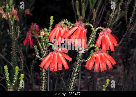 Close-up di Erica cerinthoides x Erica coronata- Fire Erica/Fire Heath/ Red Hairy Erica- Famiglia Ericaceae Foto Stock