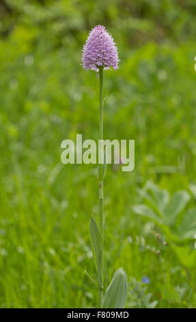 Testa tonda, orchidee o globo, orchidee in fiore nel prato, le Alpi francesi Foto Stock