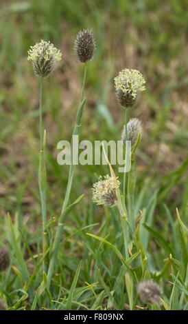 Alpine del gatto-tail, alpine Timoteo, mountain Timoteo, erba, Phleum alpinum Foto Stock