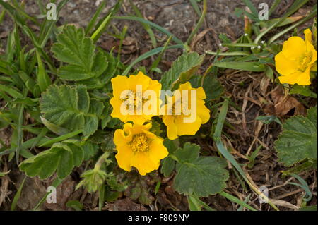 Alpine Avens, Geum montanum in fiore ad alta altitudine, sulle alpi francesi. Foto Stock