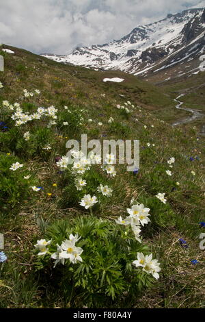 I Narcisi a fiore, Anemone narcissiflora Anemone, in fiore nei pascoli di alta sul Col d'Agnel, Queyras, Francia. Foto Stock