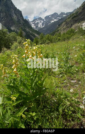 Grande giallo foxglove, Digitalis grandiflora, nelle alpi francesi. Foto Stock
