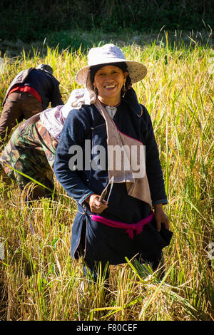 Le donne la mietitura del riso in un risone al di fuori di Luang Nam Tha, a nord-ovest del Laos. Foto Stock