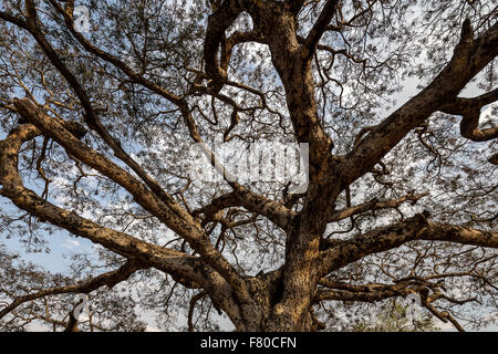 Albero canopy, Thatbyinnyu temple, Bagan, Myanmar. Foto Stock