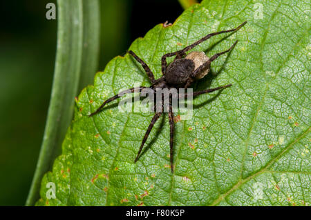 Lupo comune-spider (Pardosa pullata) femmina adulta con uovo sac arroccato su una foglia a Vange Marsh, Essex. Agosto. Foto Stock