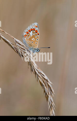 Comune di blue butterfly (Polyommatus icarus) femmina adulta appollaiato su un seme di erba-testa a Canvey stoppino su Canvey Island, Essex. Ago Foto Stock