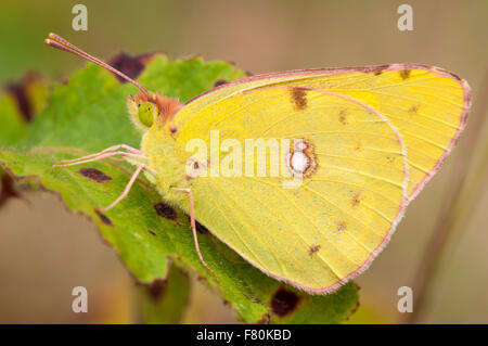 Offuscato Giallo farfalla (Colias croceus) adulto arroccato su una foglia a Canvey stoppino su Canvey Island, Essex. Agosto. Foto Stock