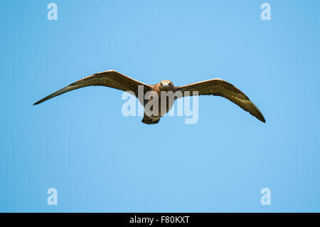 Grande skua (Catharacta skua) adulto in volo sopra l'isola di Handa, Sutherland, Scozia. Agosto. Foto Stock