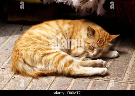 Lo zenzero cat avvolto a ricciolo addormentato nel souk di Essaouira nel sud del Marocco Foto Stock