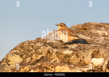 Culbianco (Oenanthe oenanthe) femmina adulta arroccata su una roccia a Ceannabeinne, Sutherland, Scozia. Agosto. Foto Stock