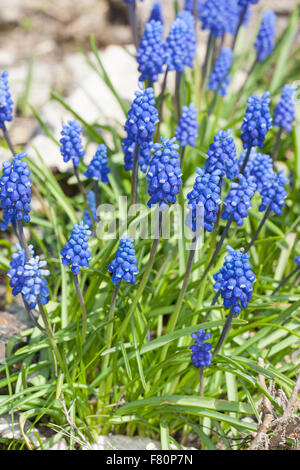 Giacinto di uva, Grape-Hyacinth, Kleine Traubenhyazinthe, Trauben-Hyazinthe, Träubel, Muscari botryoides, Hyacinthus botryoides Foto Stock