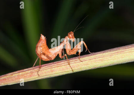 Nana europea Mantis, femmina, Kleine Fangschrecke, Weibchen, Ameles spallanzania, Fangschrecken, Gottesanbeterin Foto Stock