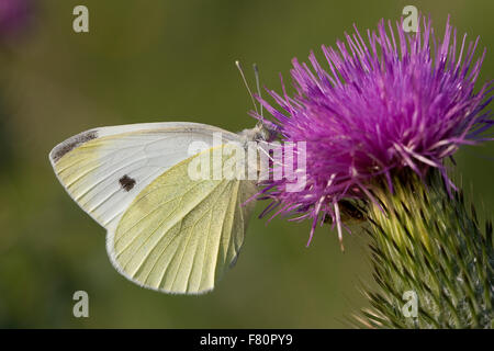 Di piccole dimensioni e di colore bianco, cavolo butterfly, Kleiner Kohlweißling, Kohlweissling, Rüben-Weißling, Rübenweißling, Sarcococca, rapae Artogeia rapae Foto Stock