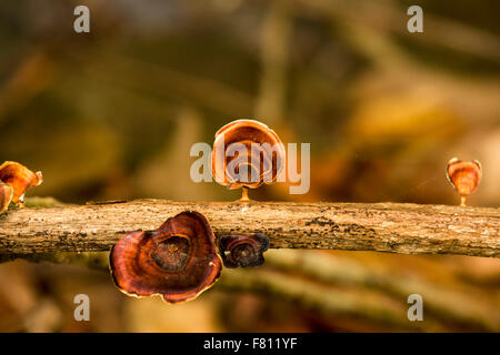 Fungo selvaggio Foto Stock