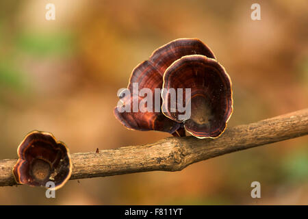 Fungo selvaggio Foto Stock